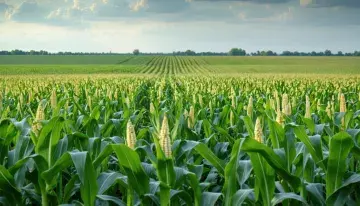 Midwest's Excessive July Rains Boost Yields but Erode Corn Stalk Strength