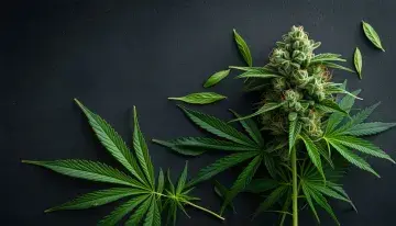 New York's Metrc Rollout Puts Licensed Cannabis Operators in a Difficult Position